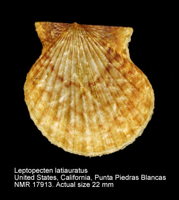 Leptopecten latiauratus.jpg - Leptopecten latiauratus(Conrad,1837)